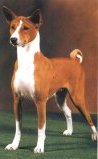 Impala03rrd.jpg (5002 octets)