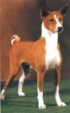 Impala03rr.jpg (4886 octets)